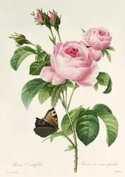 Rosa centifolia